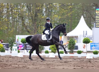 Westfale, Stute, 13 Jahre, 170 cm, Schwarzbrauner