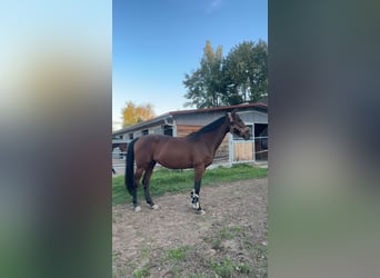 Westfale, Stute, 13 Jahre, 172 cm, Brauner