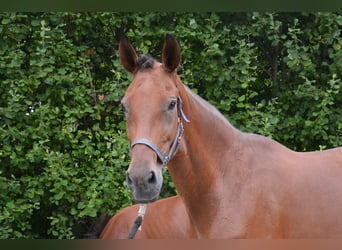 Westfale, Stute, 13 Jahre, 172 cm, Brauner