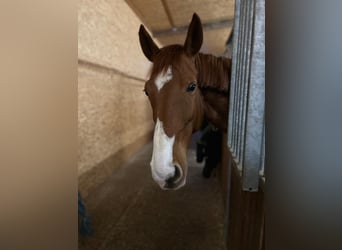 Westfale, Stute, 13 Jahre, 172 cm, Fuchs