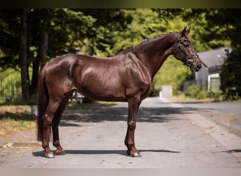 Westfale, Stute, 13 Jahre, 173 cm, Dunkelfuchs