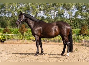 Westfale, Stute, 13 Jahre, 173 cm, Schwarzbrauner