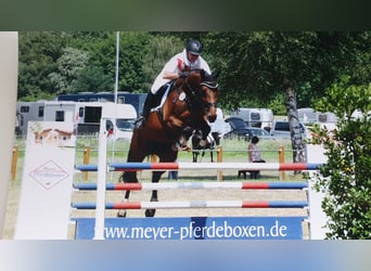 Westfale, Stute, 13 Jahre, 175 cm, Brauner