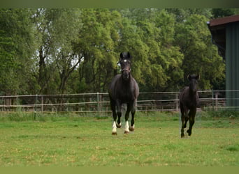 Westfale, Stute, 13 Jahre, 175 cm, Rappe