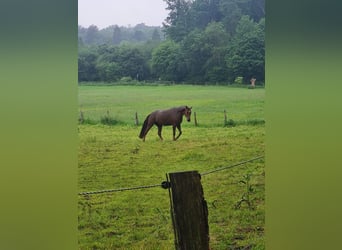 Westfale, Stute, 13 Jahre, 178 cm, Fuchs