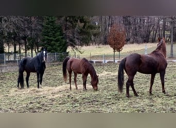 Westfale, Stute, 13 Jahre, Dunkelfuchs