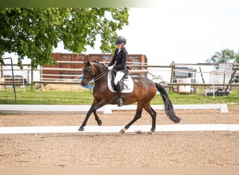 Westfale, Stute, 14 Jahre, 148 cm, Schwarzbrauner