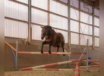 Westfale, Stute, 14 Jahre, 159 cm, Brauner