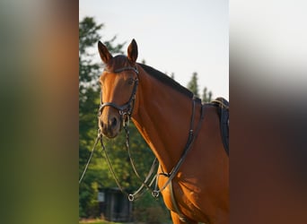 Westfale, Stute, 14 Jahre, 159 cm, Brauner