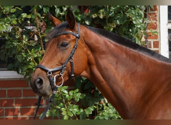 Westfale, Stute, 14 Jahre, 159 cm, Brauner
