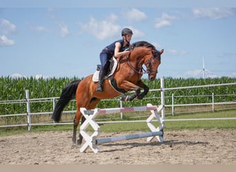 Westfale, Stute, 14 Jahre, 159 cm, Brauner