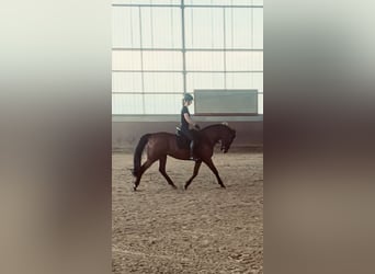 Westfale, Stute, 14 Jahre, 159 cm, Brauner
