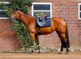 Westfale, Stute, 14 Jahre, 159 cm, Brauner