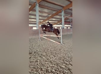 Westfale, Stute, 14 Jahre, 159 cm, Brauner