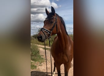 Westfale, Stute, 14 Jahre, 160 cm, Brauner
