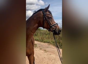 Westfale, Stute, 14 Jahre, 160 cm, Brauner