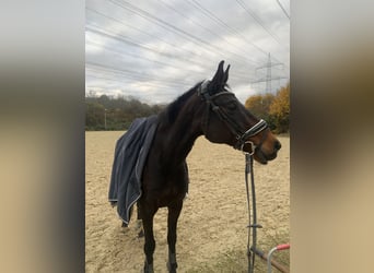 Westfale, Stute, 14 Jahre, 160 cm, Dunkelbrauner