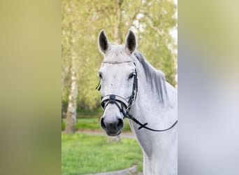 Westfale, Stute, 14 Jahre, 160 cm, Schimmel