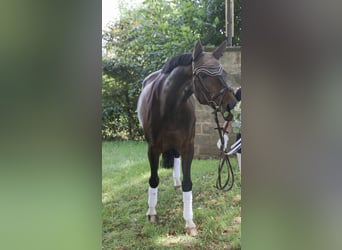 Westfale, Stute, 14 Jahre, 161 cm, Brauner