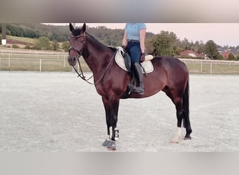 Westfale, Stute, 14 Jahre, 161 cm, Brauner