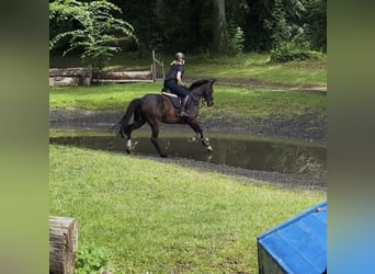 Westfale, Stute, 14 Jahre, 161 cm, Brauner