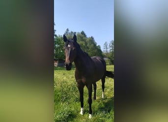 Westfale, Stute, 14 Jahre, 161 cm, Brauner