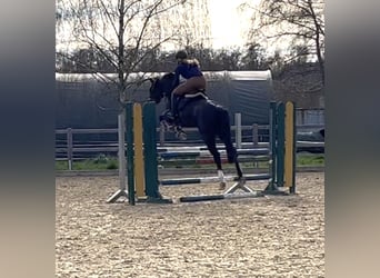 Westfale, Stute, 14 Jahre, 161 cm, Brauner