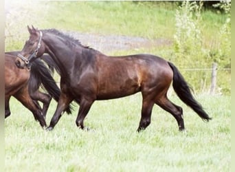 Westfale, Stute, 14 Jahre, 162 cm
