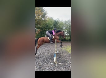 Westfale, Stute, 14 Jahre, 163 cm, Brauner