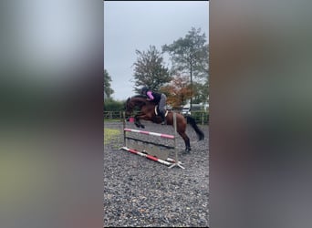 Westfale, Stute, 14 Jahre, 163 cm, Brauner