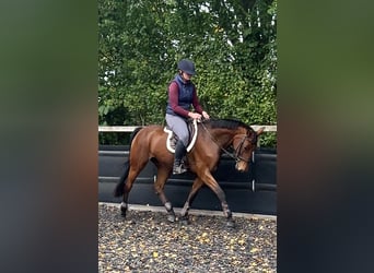 Westfale, Stute, 14 Jahre, 163 cm, Brauner