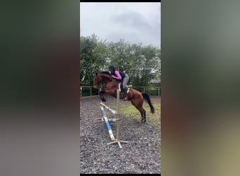 Westfale, Stute, 14 Jahre, 163 cm, Brauner