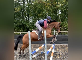 Westfale, Stute, 14 Jahre, 163 cm, Brauner