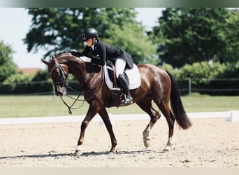 Westfale, Stute, 14 Jahre, 163 cm, Dunkelfuchs