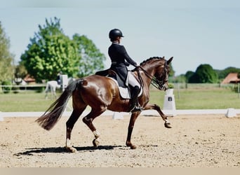 Westfale, Stute, 14 Jahre, 163 cm, Dunkelfuchs