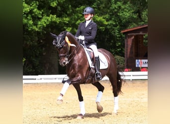 Westfale, Stute, 14 Jahre, 163 cm, Dunkelfuchs