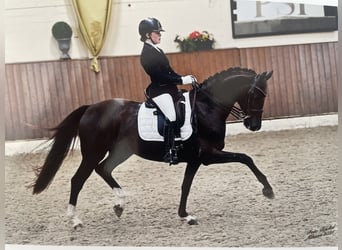 Westfale, Stute, 14 Jahre, 163 cm, Dunkelfuchs
