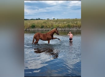 Westfale, Stute, 14 Jahre, 164 cm, Fuchs