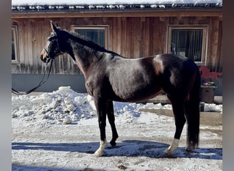 Westfale, Stute, 14 Jahre, 165 cm, Brauner