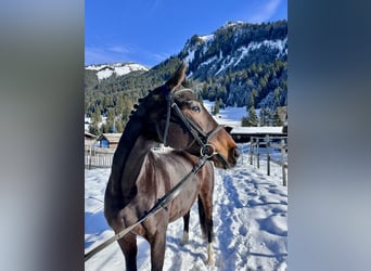 Westfale, Stute, 14 Jahre, 165 cm, Brauner