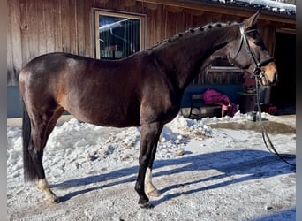 Westfale, Stute, 14 Jahre, 165 cm, Brauner