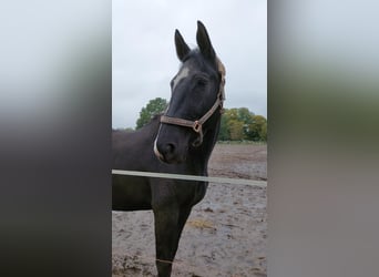 Westfale, Stute, 14 Jahre, 165 cm, Dunkelbrauner