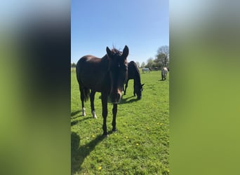 Westfale, Stute, 14 Jahre, 165 cm, Dunkelbrauner