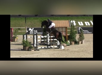 Westfale, Stute, 14 Jahre, 167 cm, Dunkelbrauner