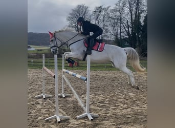 Westfale, Stute, 14 Jahre, 167 cm, Schimmel