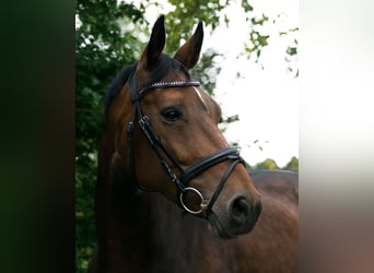 Westfale, Stute, 14 Jahre, 168 cm, Brauner