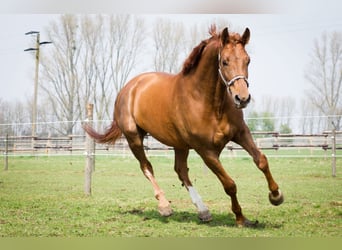 Westfale, Stute, 14 Jahre, 168 cm, Fuchs
