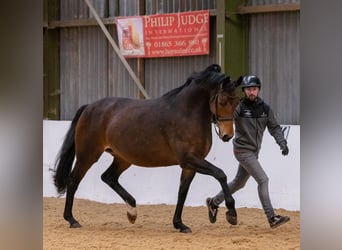 Westfale, Stute, 14 Jahre, 169 cm, Rotbrauner