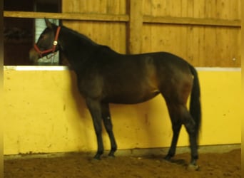 Westfale, Stute, 14 Jahre, 170 cm, Dunkelbrauner