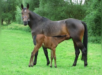 Westfale, Stute, 14 Jahre, 170 cm, Dunkelbrauner